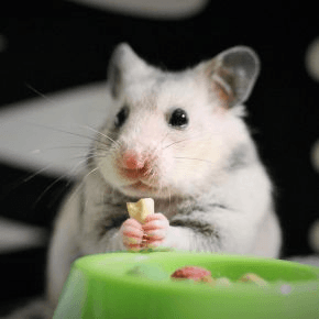 A hamster eating a nut out of a green bowl against a dark background