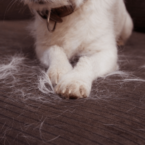 Body and paws of a white dog wearing a collar surrounded by dog hair on the carpet