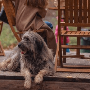A brown dog sitting on a wooden patio outdoors next to people sat on wooden seats