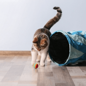 A cat playing with a ball next to a cat tunnel