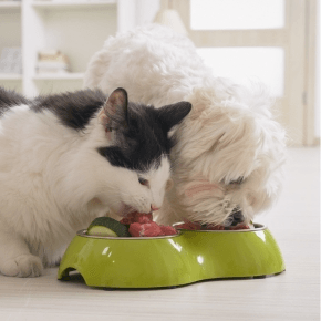 Cat and dog eating pet food from a dual bowl