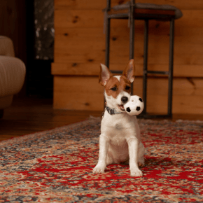 A dog playing with a ball toy inside a house