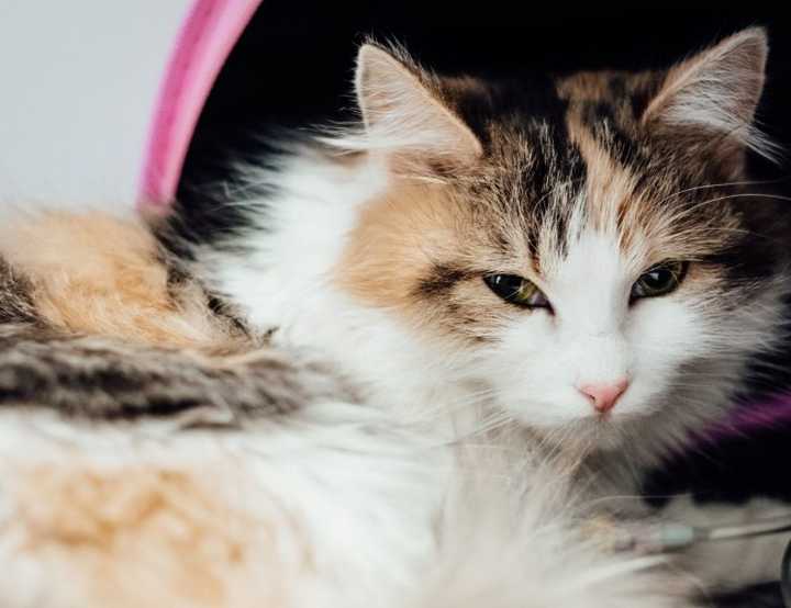 Cat in pet carrier